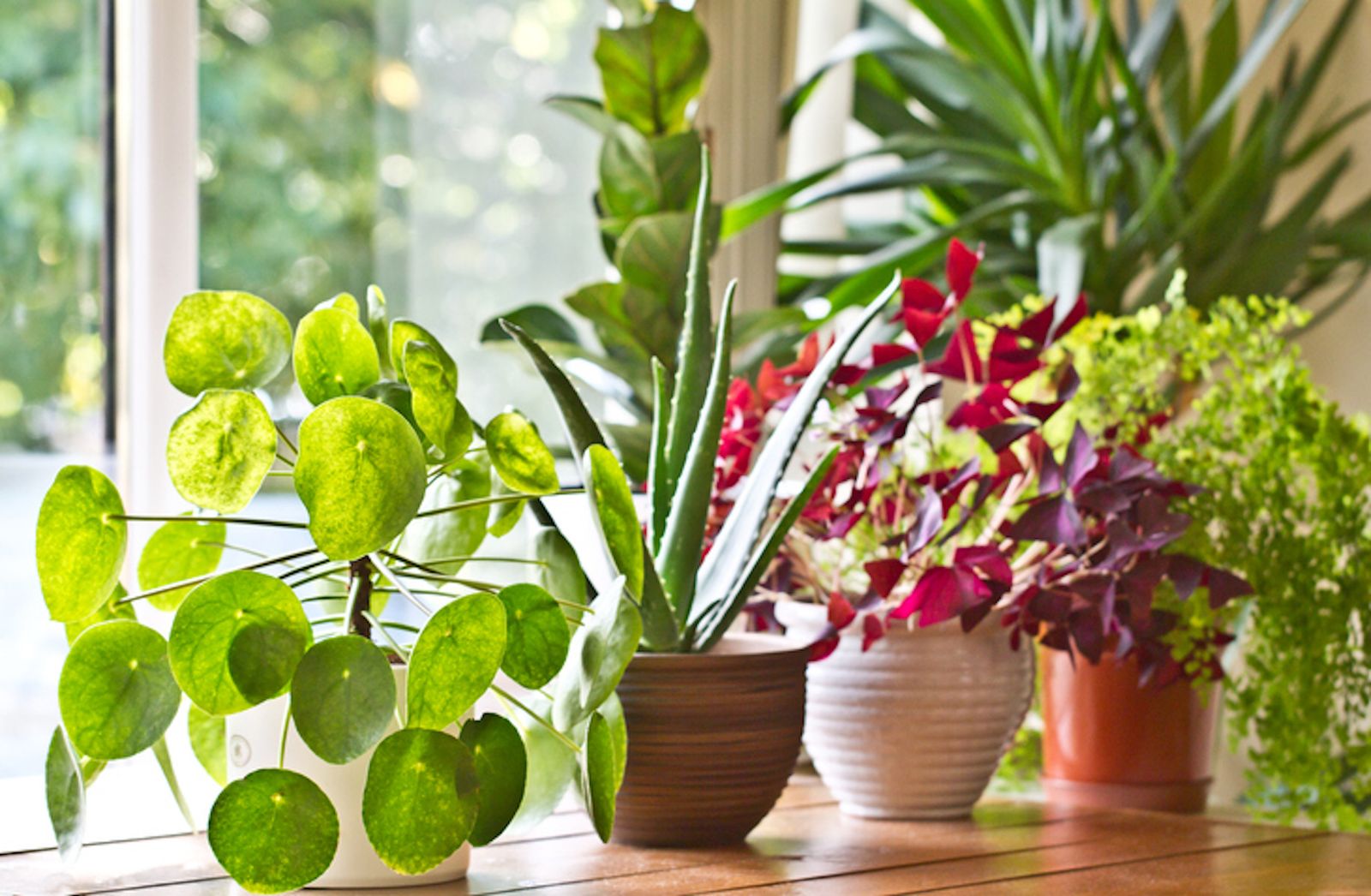 Plantas de interior